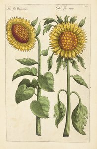A ilustração de "selecionado ... lidando com uma variedade de flores e outras plantas como índice vivo traçou duas das quatro línguas organizadas" por Emanuel Sweert, 1612-14 de German School