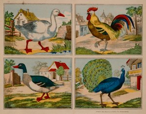 Ilustração mostrando um pato, ganso, pavão e galo, Neuruppiner Bilderbogen de German School