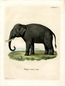 Elefante indiano (gravura colorida) de German School