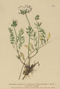 Milkvetch indiano (Astragalus australis, astrágalo aboriginum, Phaca australis) de German School