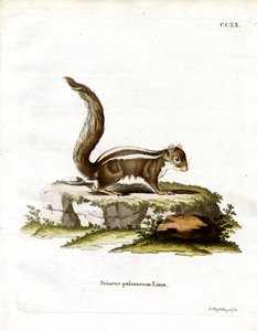 Esquilo de Palma da Índia (gravura colorida) de German School