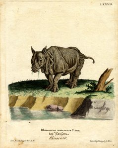 Rinoceronte indiano (gravura colorida) de German School