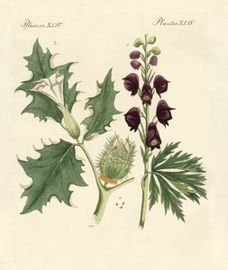 Plantas venenosas indígenas de German School
