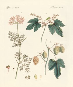 Plantas de especiarias indígenas de German School