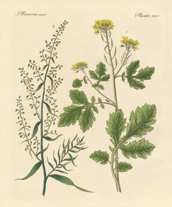 Plantas de especiarias indígenas de German School