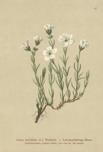 Areia-da-areia alpina (Alsine laricifolia, Minuartia laricifolia, Arenaria laricifolia) de German School