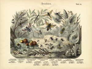 Insetos, c.1860 de German School