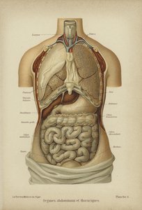 Órgãos internos do abdómen e tórax (cor litho) de German School