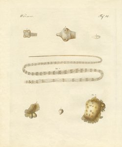 Vermes intestinais (gravura colorida) de German School