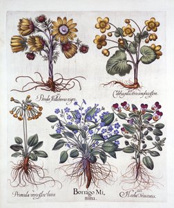 Ipheion Rolf Fiedler Primavera Starflower, Marigold Marsh, Pseudo Helleborus, Viola Tricolor e Cowslip, de Hortus Eystettensis, por Basil Besler (1561-1629), pub. 1613 (gravura colorida à mão) de German School