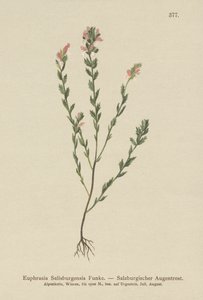 Eyebright irlandês (Euphrasia Salisburgensis) de German School