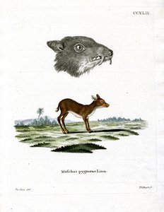 Java Mouse-Deer (gravação a cores) de German School