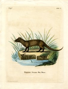 Javan Mongoose (gravação a cores) de German School