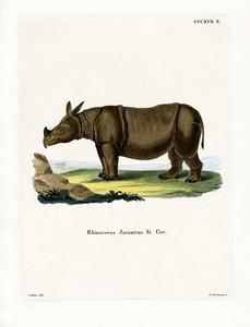 Javan Rinoceronte (gravura colorida) de German School