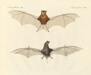 Morcegos javaneses (gravura colorida) de German School