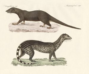 Predadores javaneses (gravura colorida) de German School