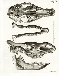 Jaw Bones (gravura colorida) de German School