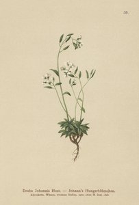 Johns Whitlow-grass (Draba Johannis) de German School