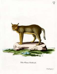 Jungle Cat (gravura colorida) de German School