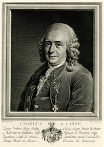 Karl von Linné de German School