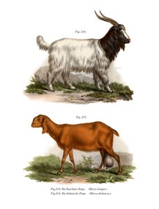 Cabra da Caxemira, 1860 de German School