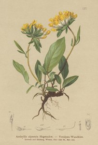 Ervilhaca de rim (Anthyllis alpestris, Anthyllis vulneraria var. Alpestris) de German School