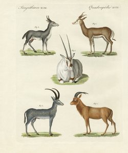 Tipos de antilopes (gravura colorida) de German School