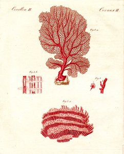 Tipos de corais (gravura colorida) de German School