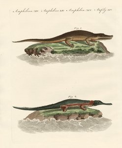 Tipos de crocodilos de German School