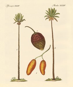 Tipos de palmas de German School