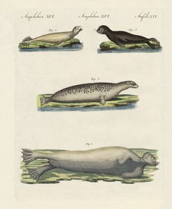 Tipos de selos (gravura colorida) de German School