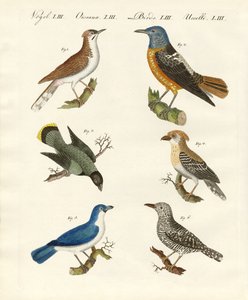 Tipos de shrikes - ou shrikes de dorso vermelho de German School
