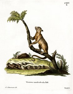 Kinkajou (gravura colorida) de German School