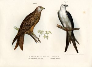 Kite, 1864 de German School