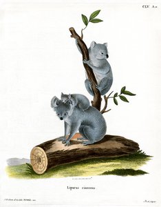 Koala (gravação a cores) de German School