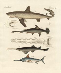 Grande peixe de rapina de German School