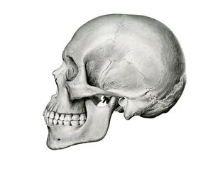Visão Lateral do Crânio Humano de German School