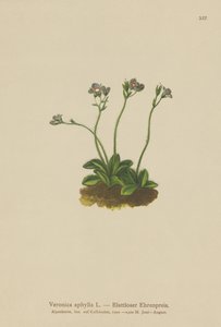 Speedwell com folhas sem folhas (Veronica aphylla) de German School