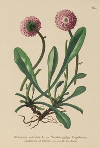 Globularia Sem Folhas (Globularia nudicaulis) de German School