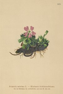 Menos de prímula (Primula menos daisy Auriculastra, primavera Primula) de German School