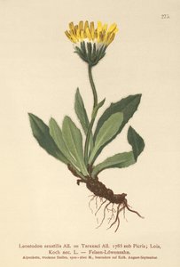 Hawkbit Menor (Leontodon saxatilis, Leontodon Taraxaci) de German School