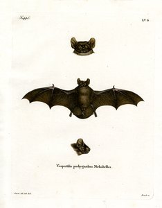 Morcego Noctule menor (gravura colorida) de German School