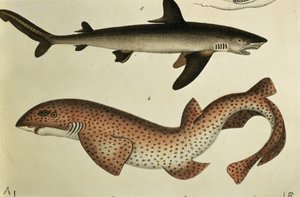 Cão-Peixe-pequeno-malhado, Pl. 93 de &39;História Natural e Figura de Peixe&39; por HR Schinz, 1836 de German School