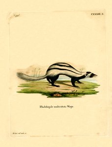 Libyan Striped Weasel (gravura colorida) de German School