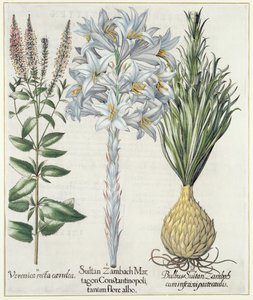 Lírio: 1.Sultan Zambach Martagon Constantinopolitanum folhoso albo 2.Veronica recta carnlea 3.Bulbus Sultan Zambach cuminfeunipartecaulis, de Hortus Eystettensis por Basil Besler (1561-1629), pub. 1613 de German School