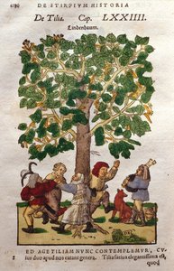 Cal, ou Linden, Árvore de German School