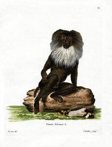 Macaque de cauda de leão (gravação a cores) de German School