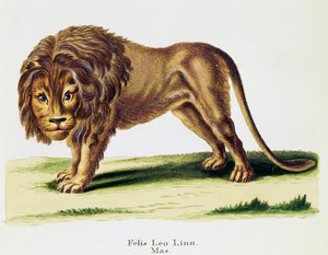 Leão (Felis leo), de Mamíferos ilustrados da Natureza com descrições, de Johann Christian Daniel von Schreber (1739-1810), gravura de H I Tisroff, volume 3, quadro 97-A, Alemanha de German School