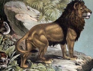 Leão - em "História Natural dos Mamíferos", ed. Schreiber, Munique de German School