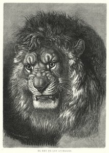 Leão: rei dos animais (litho) de German School